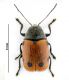 Cryptocephalus rid.jpg