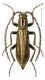 ClonCerambycinus1.jpg