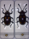 Gerstaeckeru sexguttatus 1.png