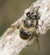 Mosca nera 19.jpg