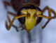Delta conoideum 2.png