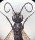 Aupl thorax.JPG