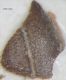 ColeopteraElytra2_Alectorisrufa_Food.JPG