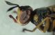 Acon head.JPG