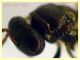 Torymidae 4 mm. - Anzio 1.11.2022 -  (5).JPG