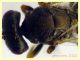 Torymidae 4 mm. - Anzio 1.11.2022 -  (4).JPG