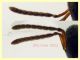 Torymidae 4 mm. - Anzio 1.11.2022 -  (7).JPG