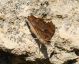 IMG_6994 polygonia forum.jpg