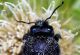 DSC_9945-crop.jpg