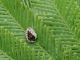 esuvia coccinella.jpg