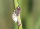rodolia cardinalis larva e.jpg