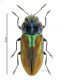 Anthaxia (Anthaxia) oberthuri Schaefer, 1938 rid.jpg