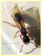 Myrmica sp. circa 7 mm. - Anzio 17.10.2022 - (2).JPG