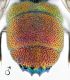 C. grohmanni grohmanni_Capaci m margine rid.jpg