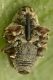 coeliodes sp curculionidae baronessa 2.jpg