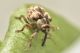 coeliodes sp curculionidae baronessa 3.jpg