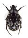 07Comb3836cr-33L6.jpg