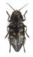 15Comb3844cr-17L6.jpg