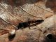 ammophila 2.jpg