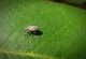 polydrus51mp.turanlar,5mm.JPG