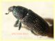 Mecinus pyraster - 4 mm. - Anzio 11.2.2021 - (2).JPG