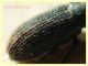 Mecinus pyraster - 4 mm. - Anzio 11.2.2021 - (6).JPG