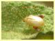Alticinae - Anzio 13.6.2022 - (8).JPG