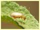 Alticinae - Anzio 13.6.2022 - (13).JPG
