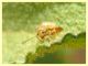 Alticinae - Anzio 13.6.2022 - (9).JPG