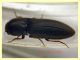Agriotes sp. - circa 10 mm. - Ariccia RM - 14.1.2023 - (2).JPG