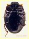 Kissister minimus circa 1,6 mm. - Ariccia RM - 14.1.2023 - (4).JPG