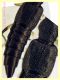 Stenus (Parastenus) 5 mm. che si abbevera - Ariccia 20.1.2023 -  (4).jpg