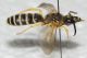 Halictus cf scabiosae2.JPG
