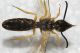 Halictus cf scabiosae4.JPG