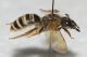 Halictidae ID6.JPG