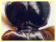 Trechus quadristriatus circa 4 mm. - Ariccia 14.1.2023 - (4).JPG