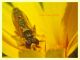 Sphaerophoria sp. - Ariccia 14.1.2023 - (9).JPG