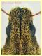 Sitona sp.  con rostro 5 mm. - Ariccia 20.1.2023 - (93).JPG