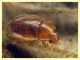Rhyzobius litura dai 2 ai 3 mm. - Ariccia 26.1.2023 -  (2).JPG
