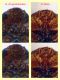 Rhyzobius litura dai 2 ai 3 mm. - Ariccia 26.1.2023 -  (6).jpg