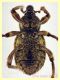 Donus ispido 5 mm. - Ariccia 26.1.2023 - (29).JPG