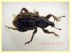 Donus ispido 5 mm. - Ariccia 26.1.2023 - (40).JPG