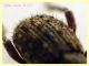 Donus ispido 5 mm. - Ariccia 26.1.2023 - (37).JPG