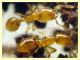Solenopsis fugax  circa 1,5 mm. - Caffarella 1.12.2022 - (18).JPG