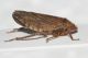 Cicadellidae 1 ID4.JPG