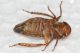 Cicadellidae 1 ID1.JPG