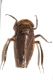 Cicadellidae 2 ID6.JPG