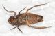 Cicadellidae 2 ID5.JPG