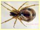 Theridiidae corpo circa 4 mm. - 20.1.2023 Ariccia - (27).JPG