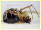 Theridiidae corpo circa 4 mm. - 20.1.2023 Ariccia - (49).JPG